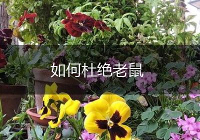 如何杜绝老鼠