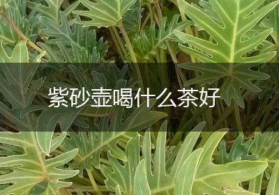 紫砂壶喝什么茶好