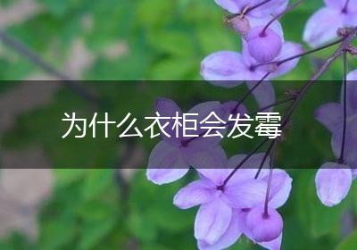 为什么衣柜会发霉