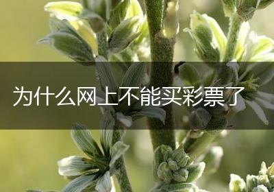 为什么网上不能买彩票了