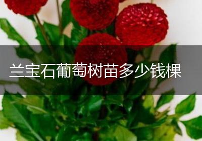 兰宝石葡萄树苗多少钱棵