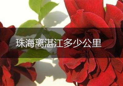 珠海离湛江多少公里