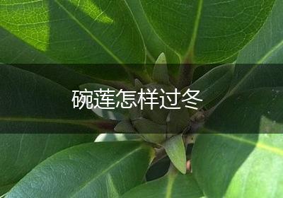 碗莲怎样过冬