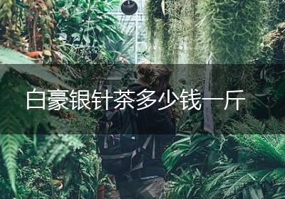 白豪银针茶多少钱一斤