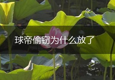 球帝偷窃为什么放了