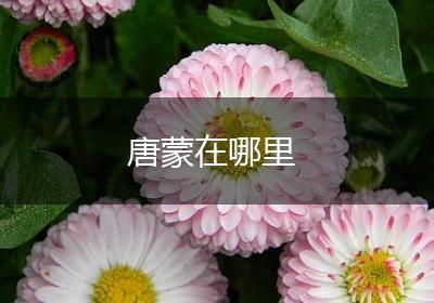 唐蒙在哪里