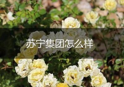 苏宁集团怎么样