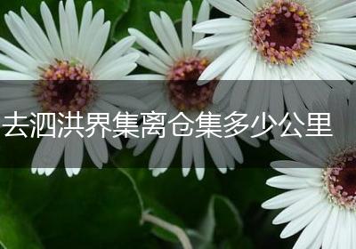 去泗洪界集离仓集多少公里