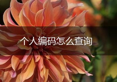 个人编码怎么查询