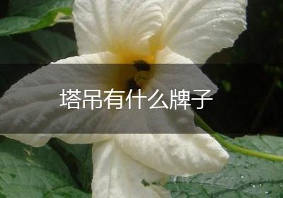 塔吊有什么牌子