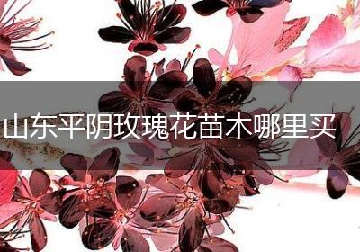 山东平阴玫瑰花苗木哪里买