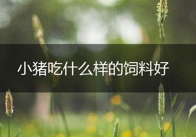 小猪吃什么样的饲料好