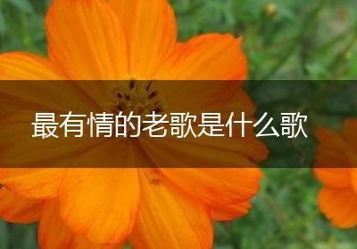 最有情的老歌是什么歌