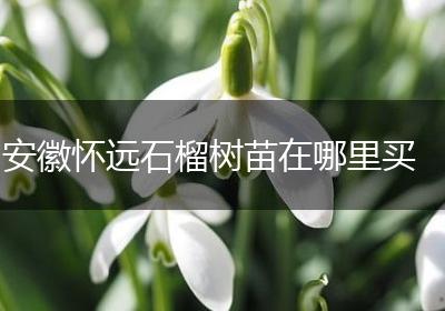 安徽怀远石榴树苗在哪里买