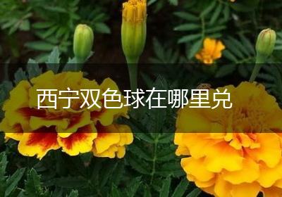 西宁双色球在哪里兑
