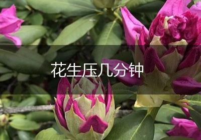 花生压几分钟
