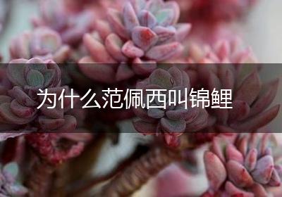 为什么范佩西叫锦鲤