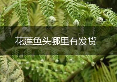 花莲鱼头哪里有发货