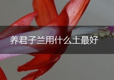 养君子兰用什么土最好