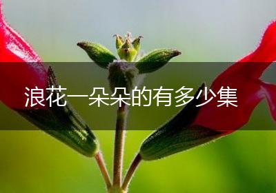 浪花一朵朵的有多少集