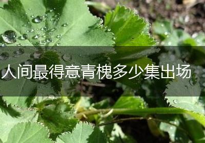 人间最得意青槐多少集出场