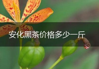 安化黑茶价格多少一斤