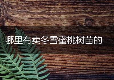 哪里有卖冬雪蜜桃树苗的