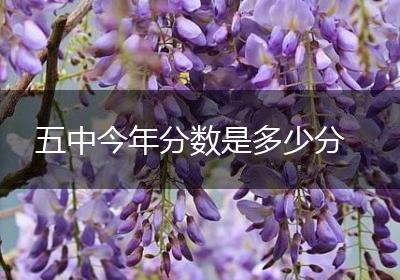 五中今年分数是多少分