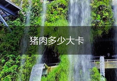 猪肉多少大卡