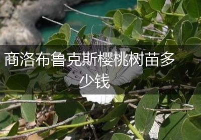 商洛布鲁克斯樱桃树苗多少钱