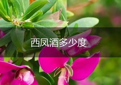 西凤酒多少度