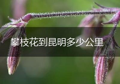 攀枝花到昆明多少公里
