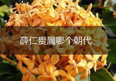 薛仁贵属哪个朝代