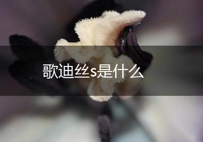 歌迪丝s是什么