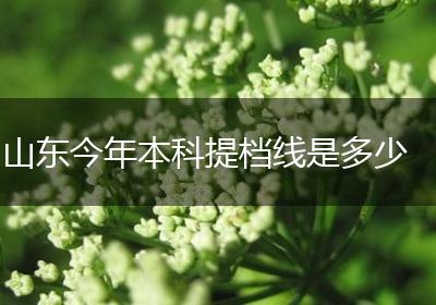 山东今年本科提档线是多少