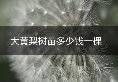 大黄梨树苗多少钱一棵