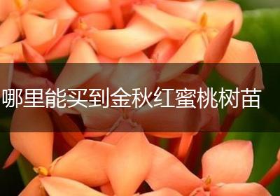 哪里能买到金秋红蜜桃树苗