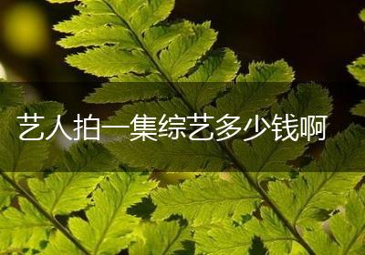 艺人拍一集综艺多少钱啊