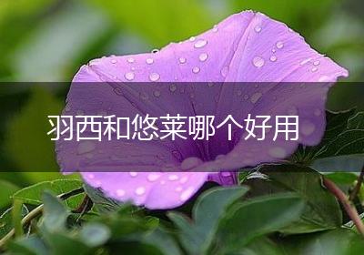 羽西和悠莱哪个好用