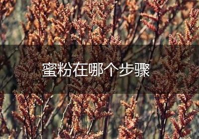 蜜粉在哪个步骤