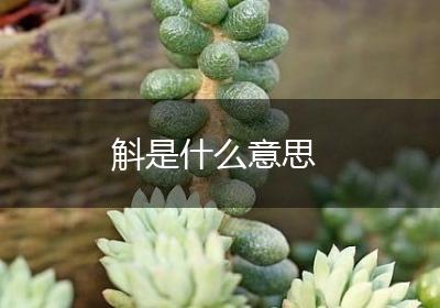 斛是什么意思