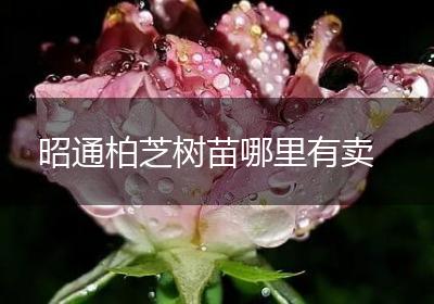 昭通柏芝树苗哪里有卖