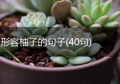 形容柚子的句子(40句)