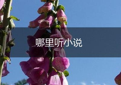 哪里听小说