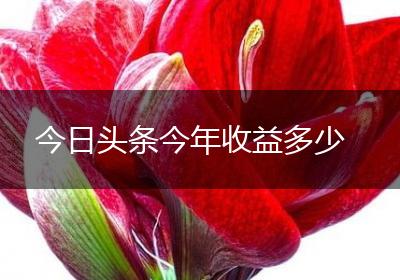 今日头条今年收益多少