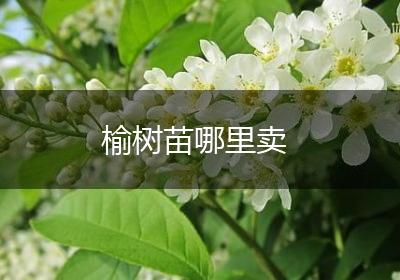 榆树苗哪里卖