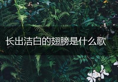 长出洁白的翅膀是什么歌