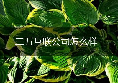 三五互联公司怎么样