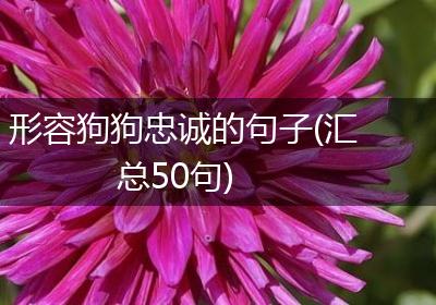 形容狗狗忠诚的句子(汇总50句)