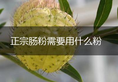 正宗肠粉需要用什么粉